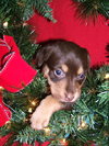 Maggie