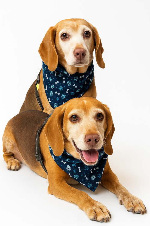 Henry (bonded with Hank)