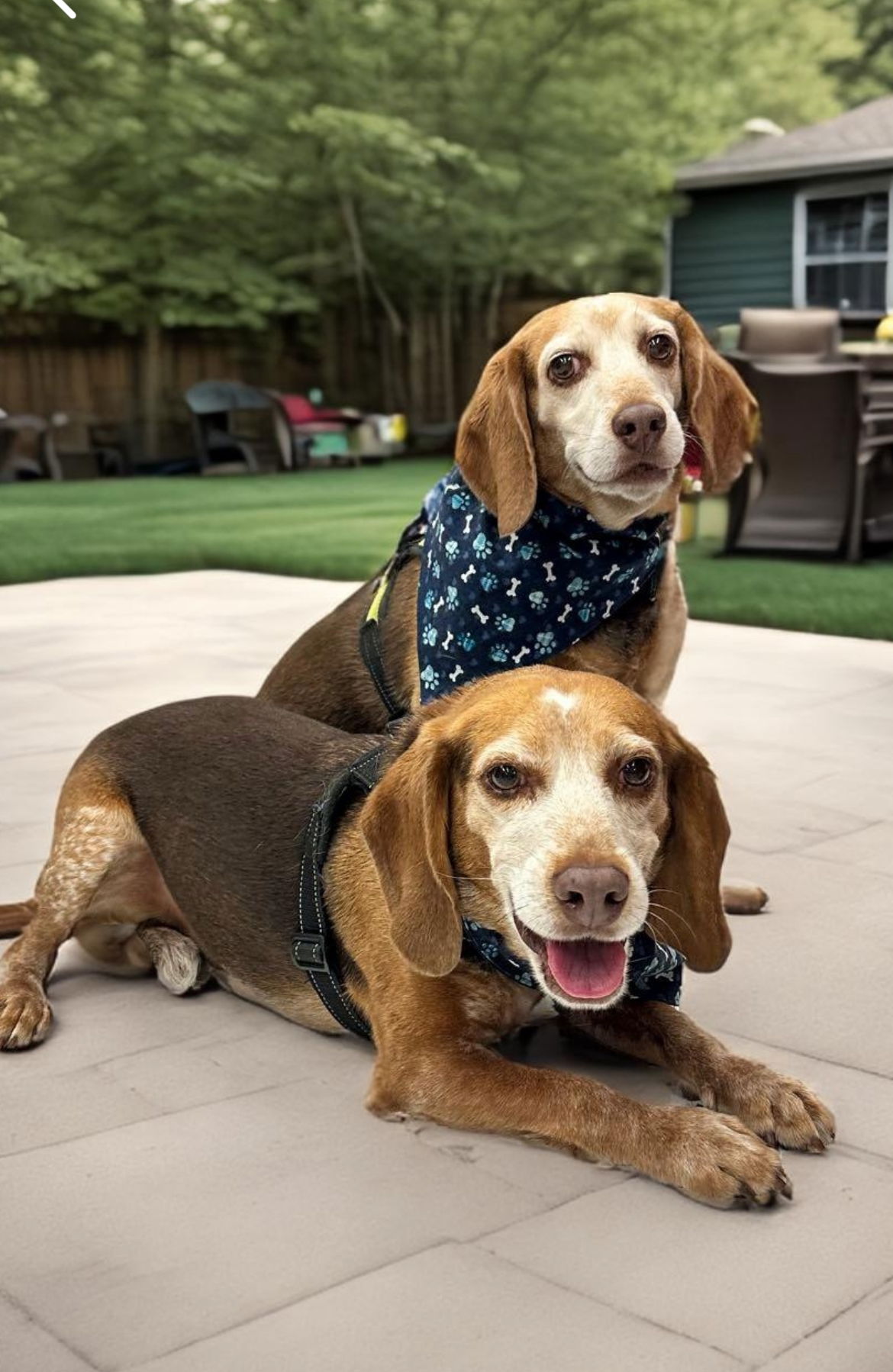 adoptable Dog in Nashville, TN named Henry (bonded with Hank)