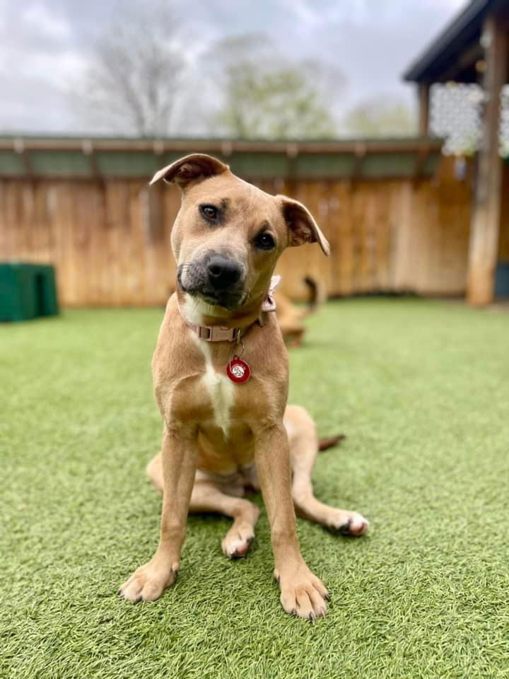 adoptable Dog in Nashville, TN named Sheba