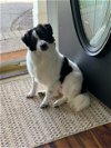 adoptable Dog in nashville, TN named Jovie Anchovie