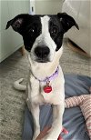 adoptable Dog in nashville, TN named LaRie