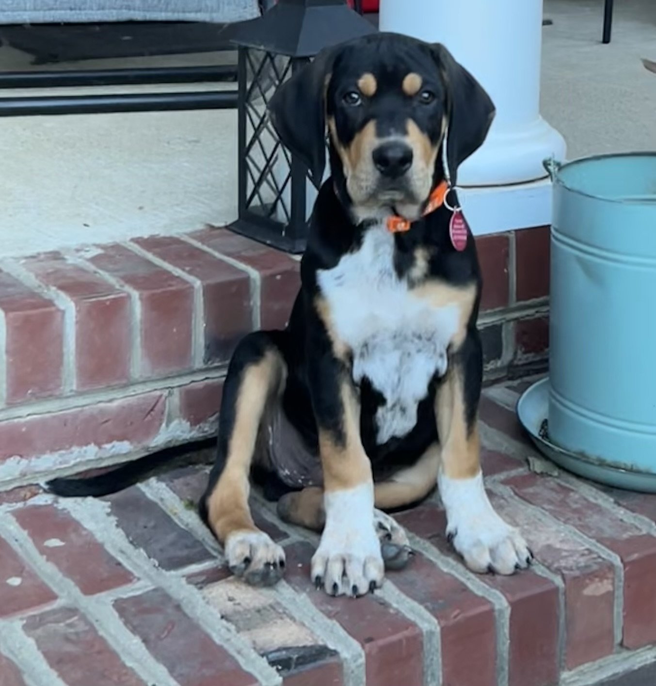 adoptable Dog in Nashville, TN named Hooper