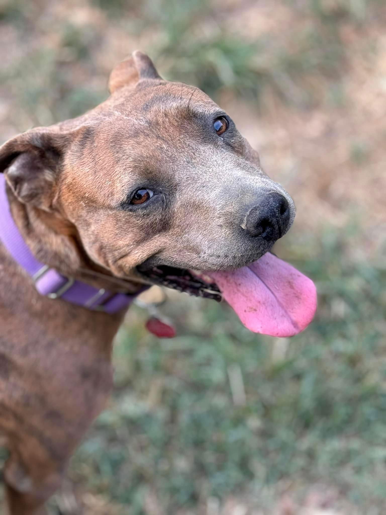 adoptable Dog in Nashville, TN named Gabby