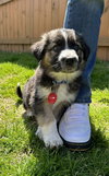 Kodiak