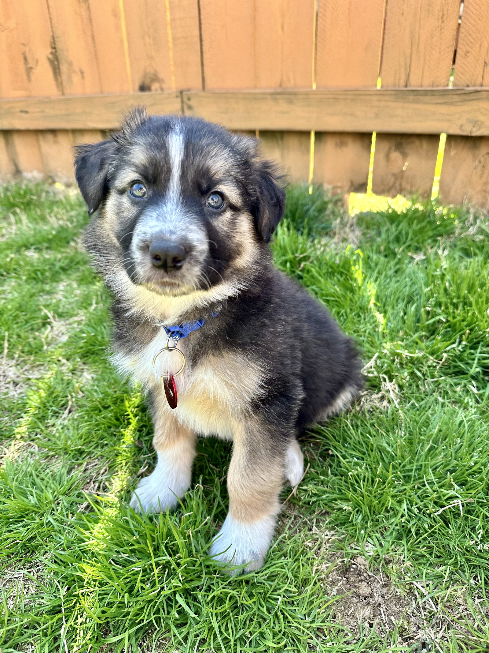 Dog for Adoption Coach K, a Border Collie in Lewis County, TN Alpha Paw