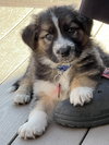 Kodiak