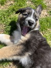Kodiak