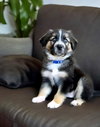 Kodiak