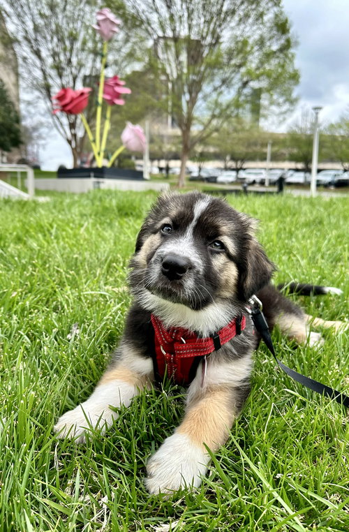 Kodiak