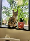 adoptable Cat in nashville, IL named Charlie