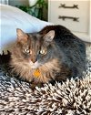 adoptable Cat in nashville, IL named Templeton