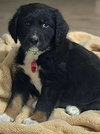 Remington