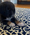Remington