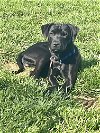 adoptable Dog in nashville, TN named Louie Louie