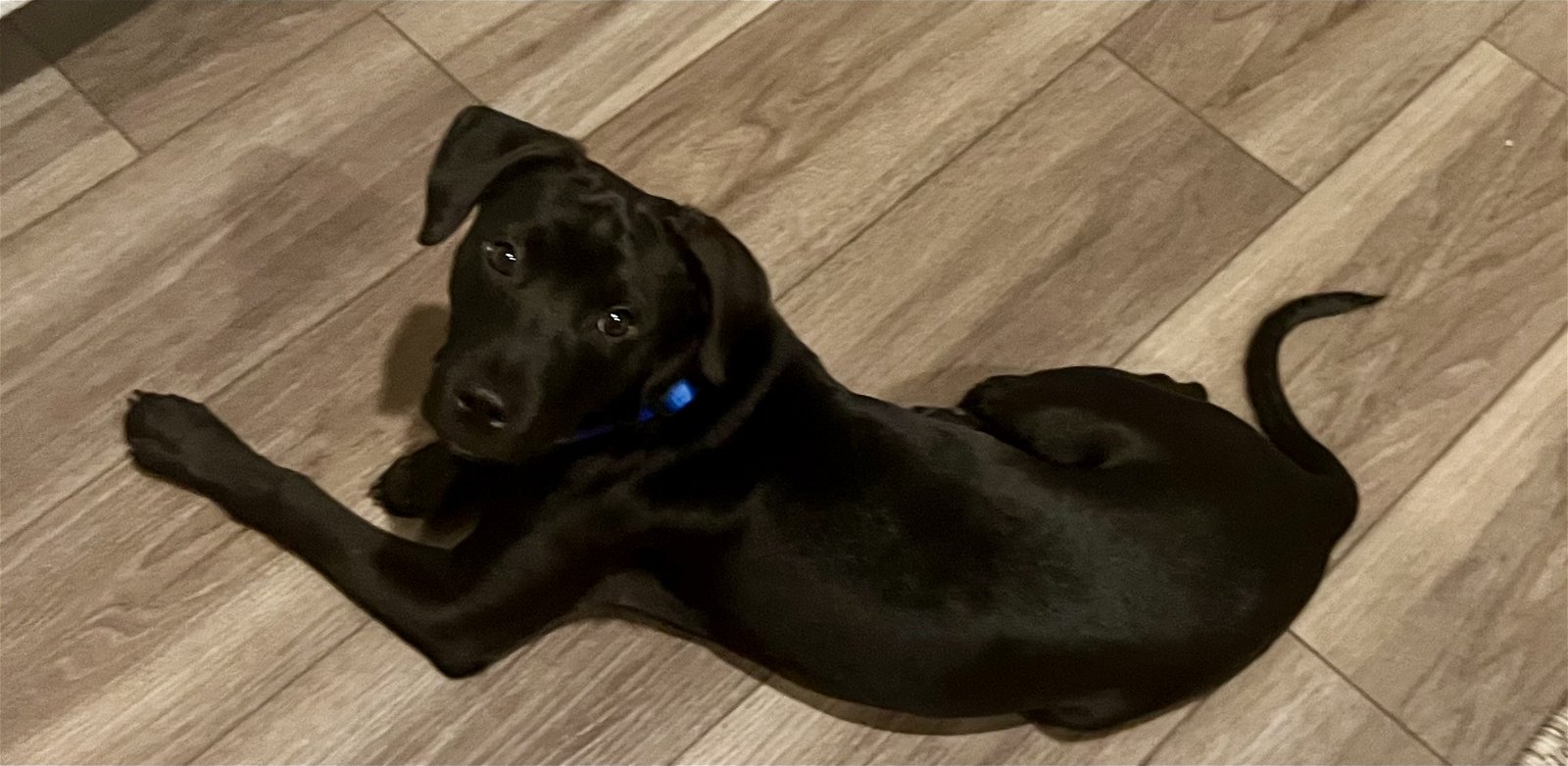 adoptable Dog in Nashville, TN named Louie Louie