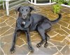 adoptable Dog in , TN named Sweet Caroline