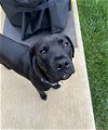 adoptable Dog in nashville, IL named Sargent Pepper