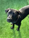 adoptable Dog in , TN named Sargent Pepper