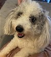 adoptable Dog in nashville, IL named Poppy Sue