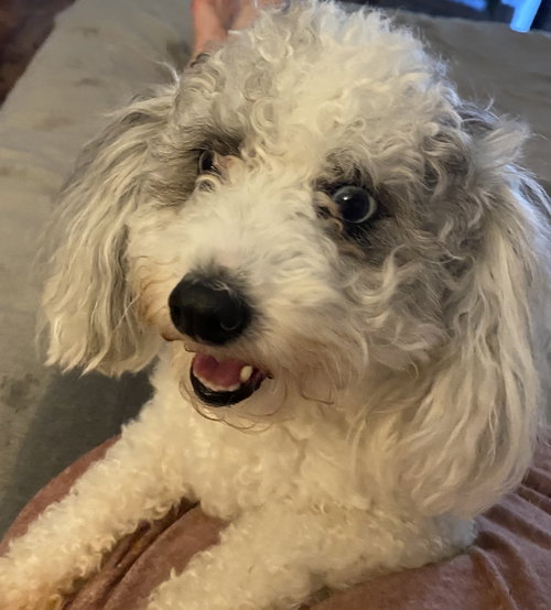 Poppy Sue