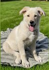 adoptable Dog in nashville, TN named Lottie