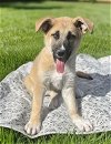 adoptable Dog in nashville, TN named Logan