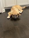 Sarge
