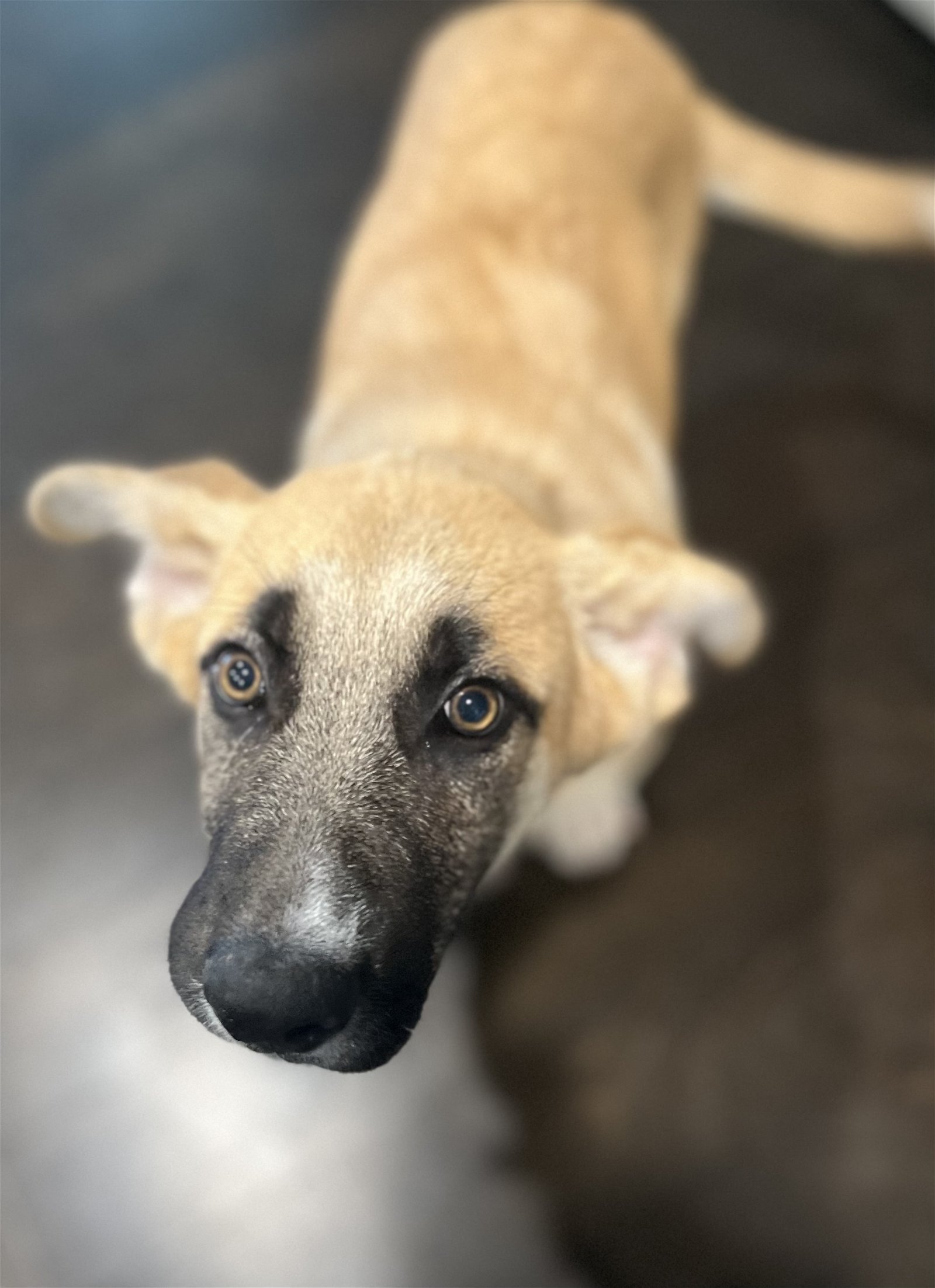 adoptable Dog in Nashville, TN named Logan