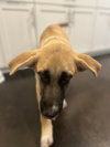 Sarge