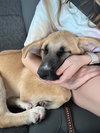 Sarge
