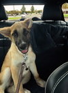 Sarge
