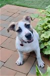 adoptable Dog in nashville, TN named Tulip