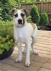 adoptable Dog in nashville, IL named Tulip
