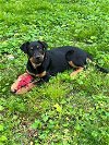 adoptable Dog in nashville, TN named Niara