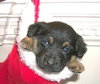 Kringle
