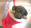 Kringle
