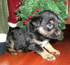 Kringle
