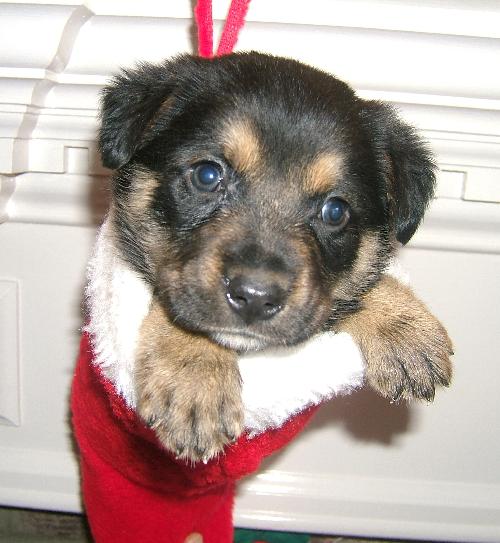Saint Nick