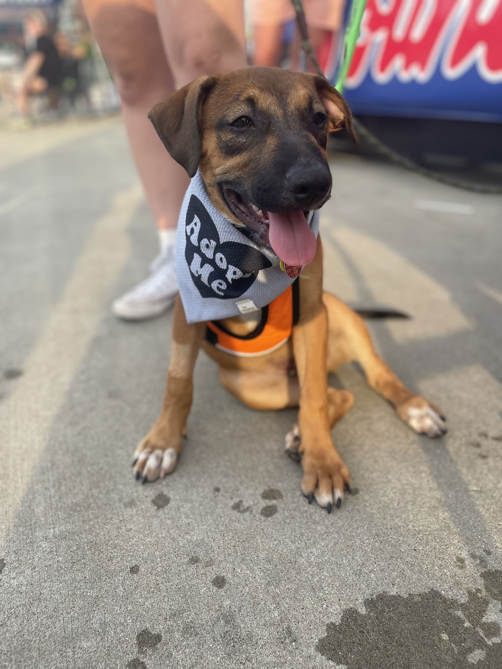 adoptable Dog in Nashville, TN named Lawrence Tote