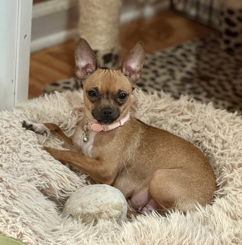 Charlotte Chihuahua