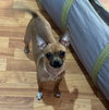 Charlotte Chihuahua