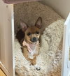 Charlotte Chihuahua
