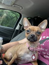 Charlotte Chihuahua