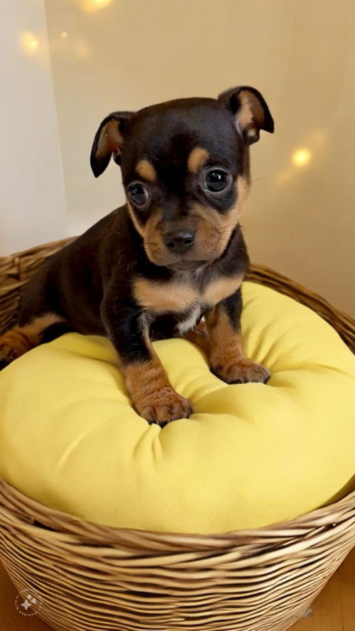 Wilbur