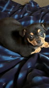 Wilbur