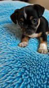 Levi