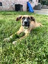 adoptable Dog in nashville, IL named Skippy