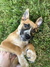 Skippy