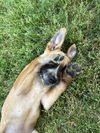 Skippy